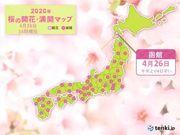 「桜前線は北海道に　窓や庭先から春をお楽しみください」の画像