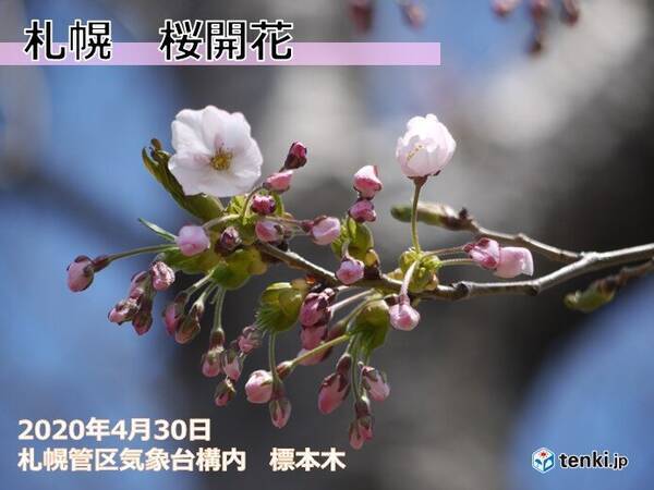 北海道 札幌で桜開花 年4月30日 エキサイトニュース
