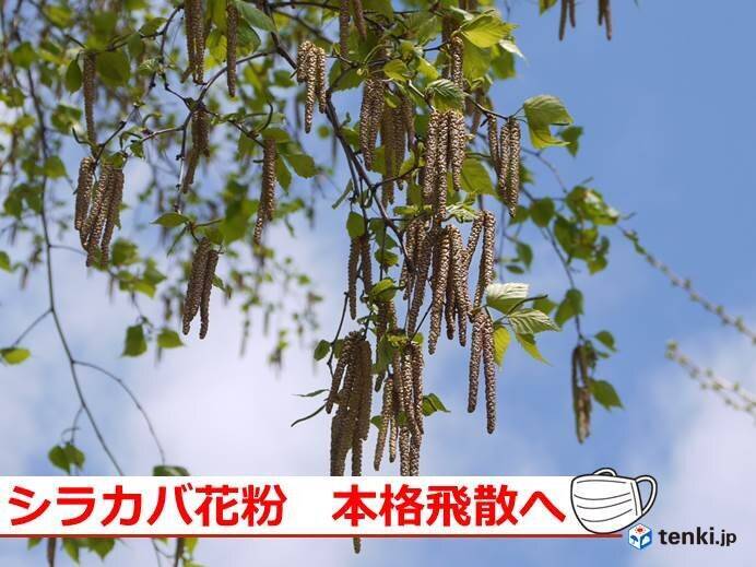 北海道 シラカバ花粉の季節 年5月5日 エキサイトニュース