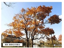 釧路でカエデの紅葉　この秋全国初