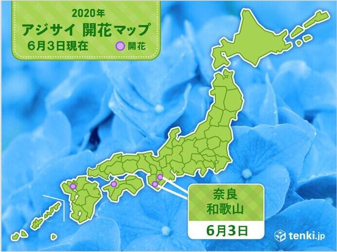 和歌山や奈良でアジサイ開花　観測は真の花