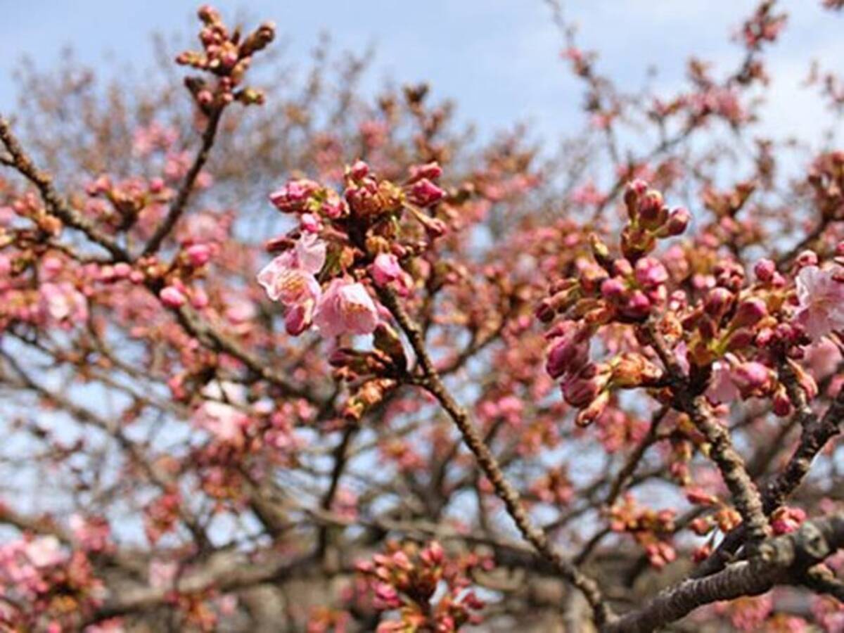 河津桜 見ごろ近い 寒さの影響は 18年2月19日 エキサイトニュース