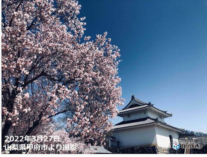 雪化粧が濃くなった富士山　週末は　桜とコラボできる所も　天気や注意点は?