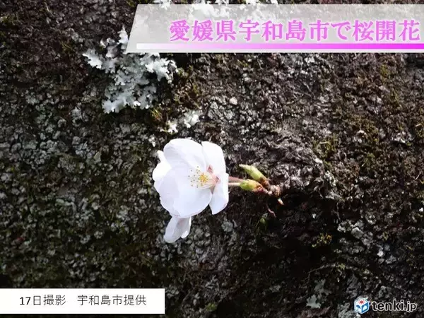 四国　桜の便り届き始める　ただこの先は花冷えに注意