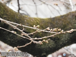 お花見スポットの桜開花状況　お花見はいつから?　東京はつぼみが膨らむ