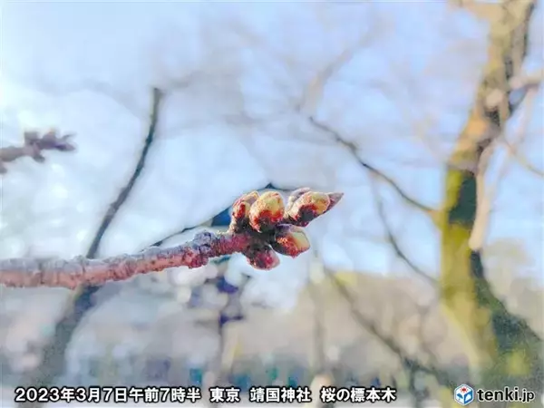 東京都心　最高気温20℃以上続く　GW頃の暖かさで桜のつぼみ一気に膨らむ?!