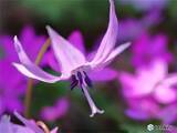 「北陸　春の妖精　優美で可憐な薄紫の花を咲かせる」の画像1