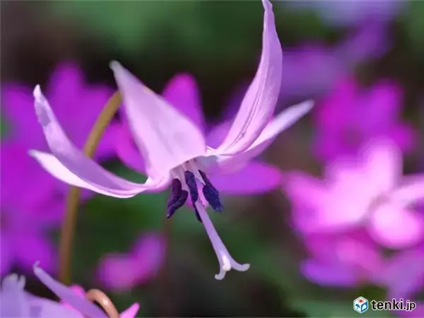 「北陸　春の妖精　優美で可憐な薄紫の花を咲かせる」の画像