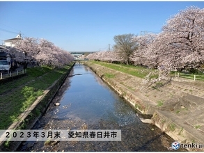 東海地方　土日はお花見日和も　ヒノキ花粉の大量飛散続く　来週後半は花散らしの雨