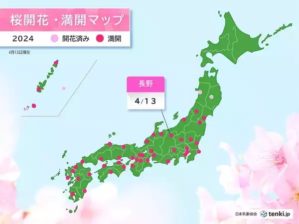 「今日13日　長野で桜満開発表　明日もお花見日和」の画像