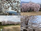 「今日13日　長野で桜満開発表　明日もお花見日和」の画像3
