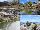 「今日13日　長野で桜満開発表　明日もお花見日和」の画像4