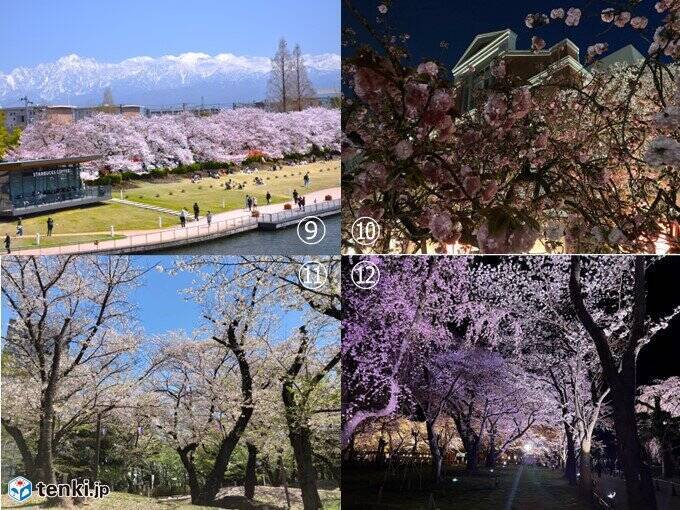 今日13日　長野で桜満開発表　明日もお花見日和