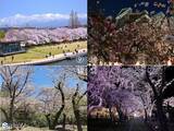 「今日13日　長野で桜満開発表　明日もお花見日和」の画像5