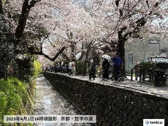 2日もお花見日和　桜吹雪も　平年を上回る暖かさ続く　関東や東海など急な雨に注意