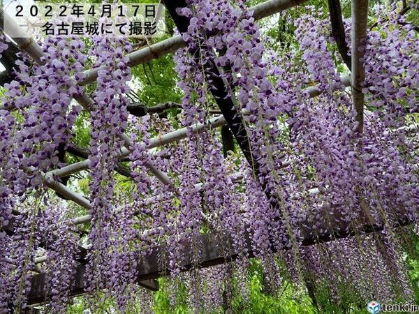東海地方 名古屋城では藤の花が見頃 雨はいつまで この先 日差しを有効に 22年4月18日 エキサイトニュース