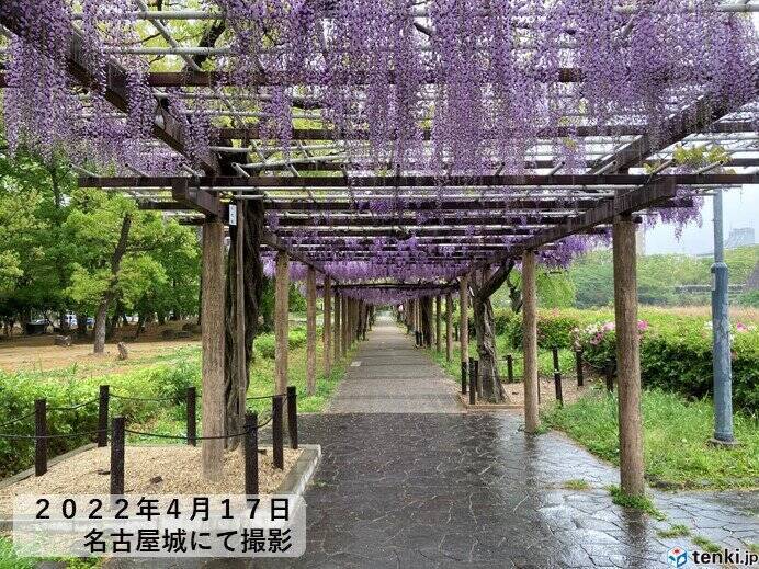 東海地方 名古屋城では藤の花が見頃 雨はいつまで この先 日差しを有効に 22年4月18日 エキサイトニュース