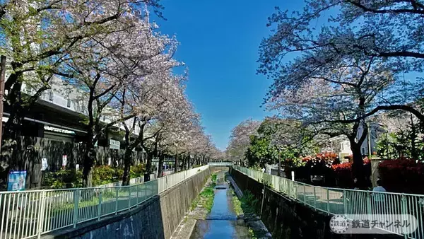 「高井戸駅神田川沿いの桜【駅ぶら】06京王電鉄441　井の頭線72」の画像