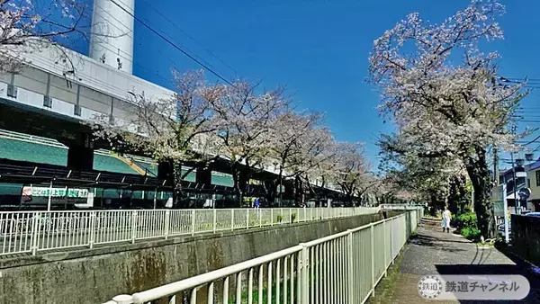 「高井戸駅神田川沿いの桜【駅ぶら】06京王電鉄441　井の頭線72」の画像
