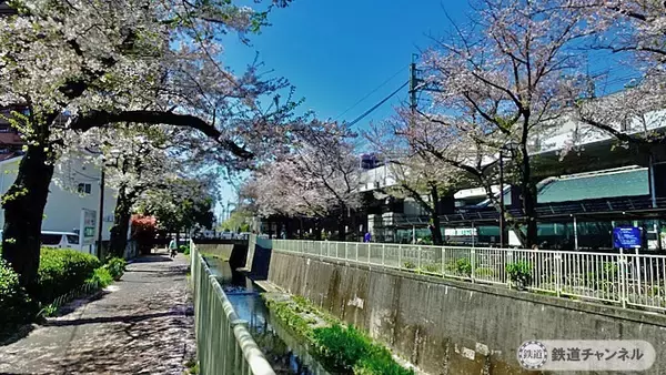 「高井戸駅神田川沿いの桜【駅ぶら】06京王電鉄441　井の頭線72」の画像