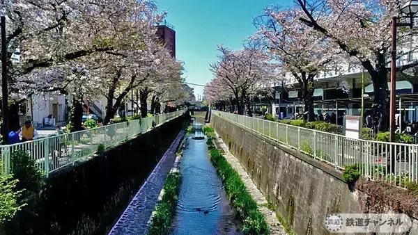 「高井戸駅神田川沿いの桜【駅ぶら】06京王電鉄441　井の頭線72」の画像