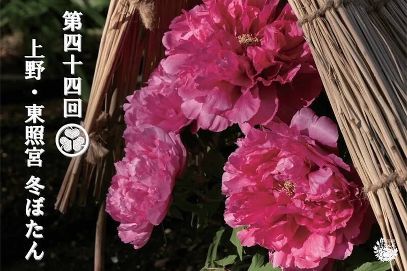 元旦から楽しめる上野で“馬”の名品！東照宮の「冬ぼたん」から博物館の国宝公開や限定御朱印、商業施設の営業情報まとめ（2026年初詣）