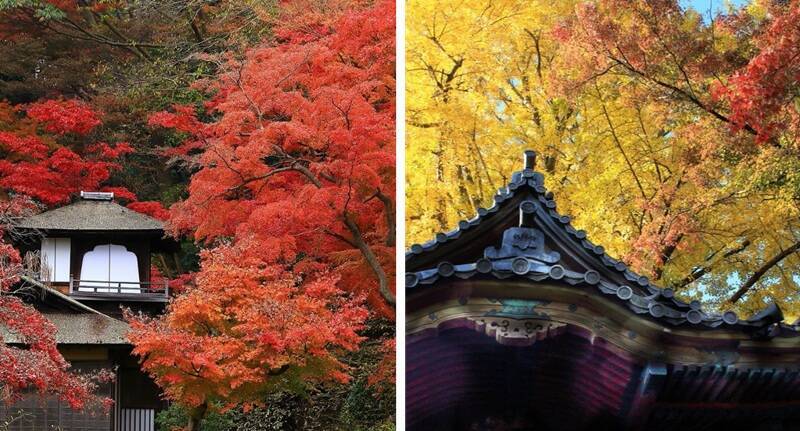 首都圏･近郊の紅葉名所10選【2025年版】高尾山や渓谷･公園･登山スポットまで、ライトアップやアクセス情報のまとめ