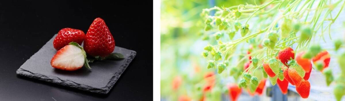 温泉だけじゃない！バレンタインの時期に訪れたい「大分」の魅力を紹介　「縁結び」スポットや夕陽の溶ける海、絶品スイーツ情報も