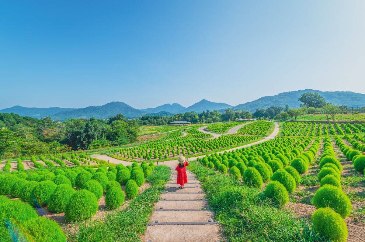 琴平駅から好アクセス！国営讃岐まんのう公園「サマーフェスタ」コキアに、ひまわりに、カブトムシに楽しいがいっぱい