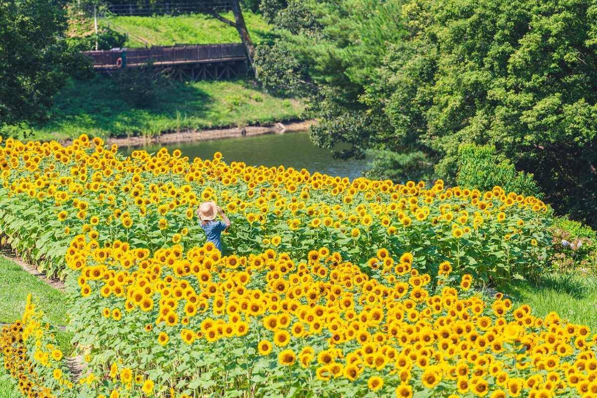 琴平駅から好アクセス！国営讃岐まんのう公園「サマーフェスタ」コキアに、ひまわりに、カブトムシに楽しいがいっぱい
