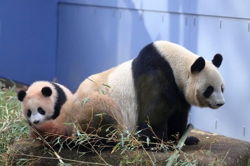 【上野動物園のパンダ】シャオシャオ・レイレイが2026年1月返還！ラストの観覧予約・抽選方法と最終公開日まとめ、パンダが国内ゼロに？