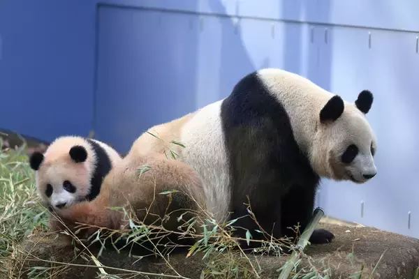「【上野動物園のパンダ】シャオシャオ・レイレイが2026年1月返還！ラストの観覧予約・抽選方法と最終公開日まとめ、パンダが国内ゼロに？」の画像