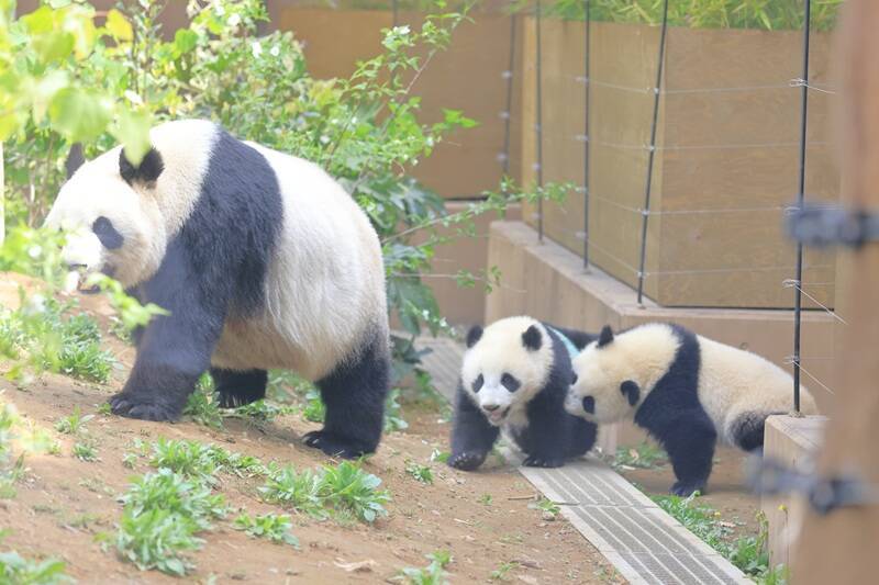 【上野動物園のパンダ】シャオシャオ・レイレイが2026年1月返還！ラストの観覧予約・抽選方法と最終公開日まとめ、パンダが国内ゼロに？