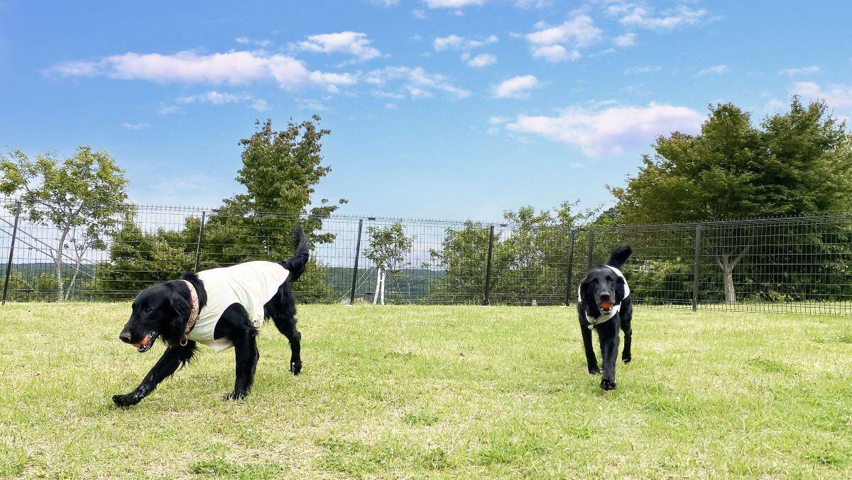 「三島スカイウォーク」愛犬家注目の新スポットが7月登場！絶景ドッグランで旅をアップデートしよう