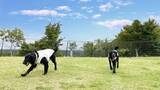 「「三島スカイウォーク」愛犬家注目の新スポットが7月登場！絶景ドッグランで旅をアップデートしよう」の画像2