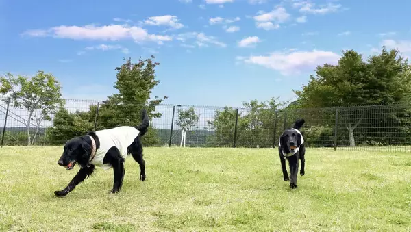 「「三島スカイウォーク」愛犬家注目の新スポットが7月登場！絶景ドッグランで旅をアップデートしよう」の画像
