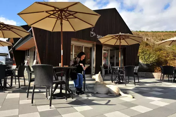 「「三島スカイウォーク」愛犬家注目の新スポットが7月登場！絶景ドッグランで旅をアップデートしよう」の画像