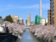 目黒駅 から歩ける桜の並木道！ 目黒川沿いの桜スポットを紹介 （東京都目黒区/品川区）