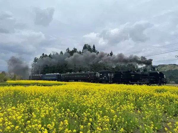SL大樹×倉ケ崎SL花畑菜の花が見頃！ 2026GW東武鬼怒川線で行く「渋滞知らず」の日光・鬼怒川旅、手ぶらでキャンプや限定乗車証情報も