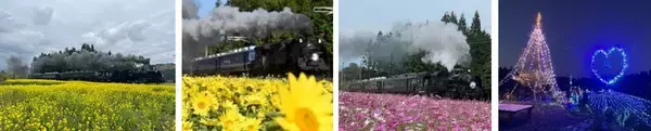 「SL大樹×倉ケ崎SL花畑菜の花が見頃！ 2026GW東武鬼怒川線で行く「渋滞知らず」の日光・鬼怒川旅、手ぶらでキャンプや限定乗車証情報も」の画像