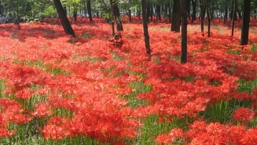 500万本の曼珠沙華が咲き誇る「赤いじゅうたん」を見に行こう！「巾着田曼珠沙華まつり」9月21日開幕、西武「ラビュー」も高麗駅に臨時停車【埼玉県日高市】