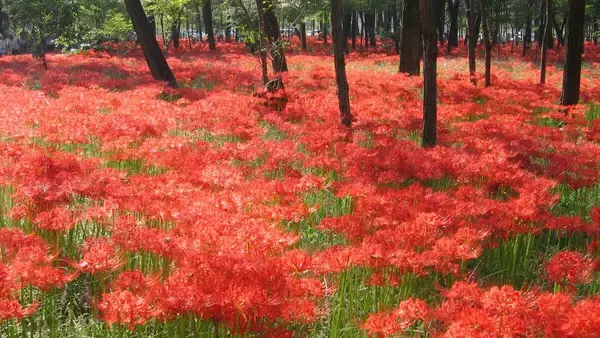 500万本の曼珠沙華が咲き誇る「赤いじゅうたん」を見に行こう！「巾着田曼珠沙華まつり」9月21日開幕、西武「ラビュー」も高麗駅に臨時停車【埼玉県日高市】