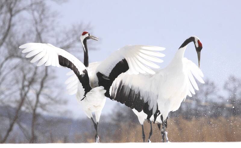 【花粉ゼロ】マスクを外して深呼吸できる北海道･釧路への旅を！（2026春）釧路プリンスホテルが高層階確約プランを発売中