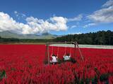 「【猛暑脱出？】東京より8℃涼しい「YATZ GARDEN」に22万株の真っ赤な絨毯と絶景ブランコが登場！ JR中央本線で向かう八ヶ岳の休日」の画像2
