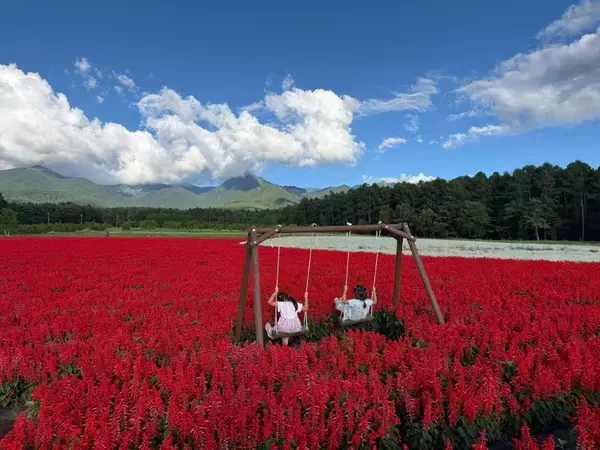 「【猛暑脱出？】東京より8℃涼しい「YATZ GARDEN」に22万株の真っ赤な絨毯と絶景ブランコが登場！ JR中央本線で向かう八ヶ岳の休日」の画像