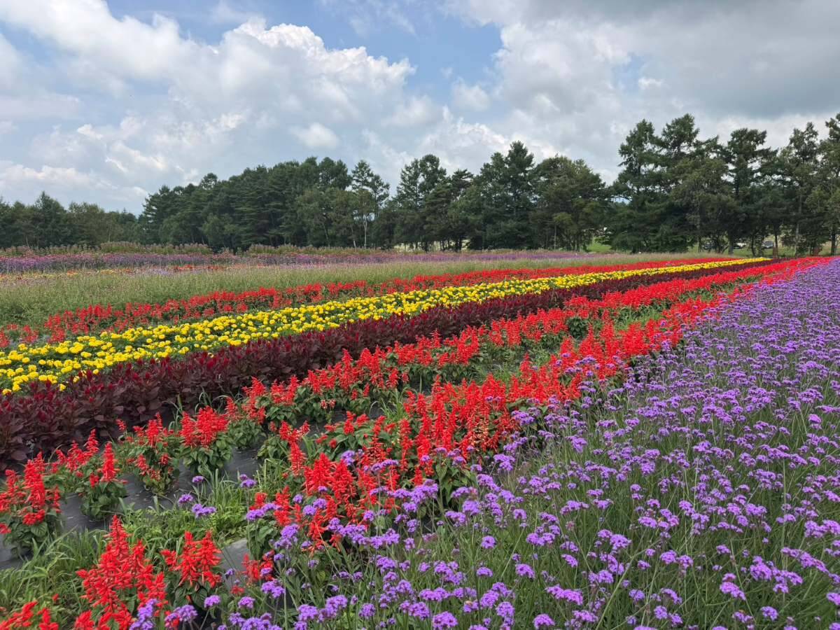 【猛暑脱出？】東京より8℃涼しい「YATZ GARDEN」に22万株の真っ赤な絨毯と絶景ブランコが登場！ JR中央本線で向かう八ヶ岳の休日