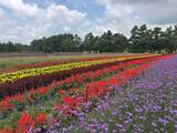 「【猛暑脱出？】東京より8℃涼しい「YATZ GARDEN」に22万株の真っ赤な絨毯と絶景ブランコが登場！ JR中央本線で向かう八ヶ岳の休日」の画像3