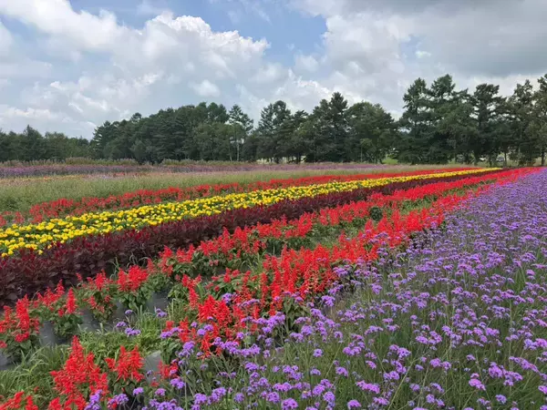 「【猛暑脱出？】東京より8℃涼しい「YATZ GARDEN」に22万株の真っ赤な絨毯と絶景ブランコが登場！ JR中央本線で向かう八ヶ岳の休日」の画像