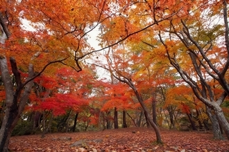 紅葉スポットの宝庫、秩父鉄道沿線で「長瀞紅葉まつり 2025」開催中！ 見頃は11月中旬～下旬の見込み（埼玉県秩父郡長瀞町）