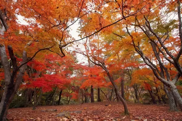 紅葉スポットの宝庫、秩父鉄道沿線で「長瀞紅葉まつり 2025」開催中！ 見頃は11月中旬～下旬の見込み（埼玉県秩父郡長瀞町）